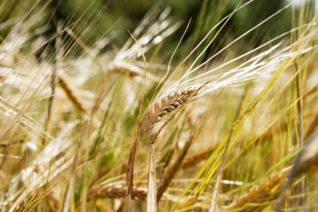 wheat background