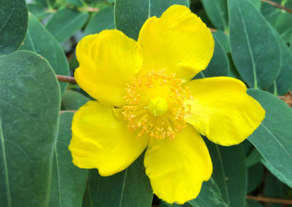 Gelbe Blume