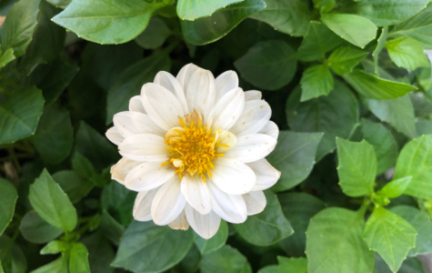 Weiße Blume