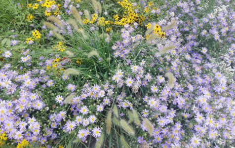 Bunte Blumenwiese auf dem Ostfriedhof in Ludwigsburg