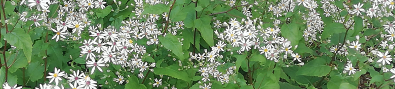 Blumenblüten
