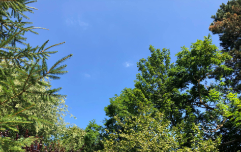 Blauer Himmel mit Baumwipfeln