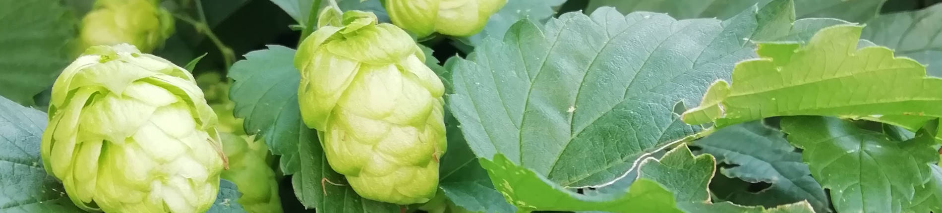 Hopfenblüten im Garten