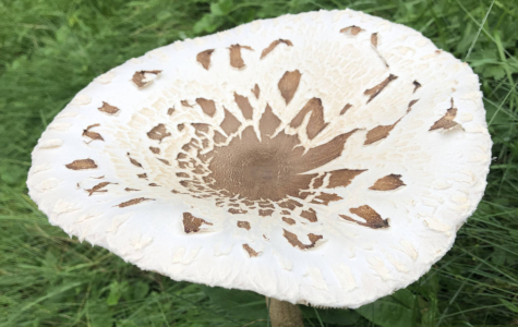 pilz parasol 2 affalterbach
