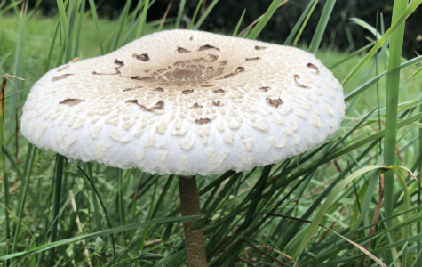 Parasol auf einer Wiese