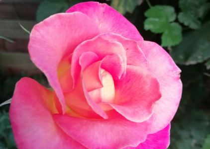 Rosa blühende Rose im Garten von Birgit Monninger in Korntal-Münchingen