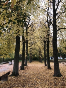 Bäume im Herbst
