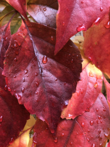 Rotes Laub im Herbst